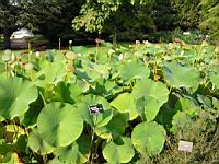 Lotus, Nelumbo Nucifera (fam Nymphaeacees) (Asie, Indonesie) (1) (Photo F. Mrugala)
